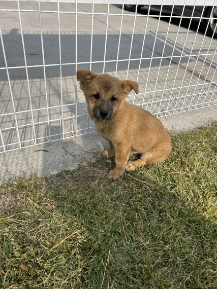 보호중 믹스견의 가…